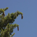 Pinus-lambertiana-sugar-pine-Copper-Creek-2008-07-23-CRW 7614