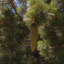 Pinus-lambertiana-sugar-pine-Copper-Creek-2008-07-23-CRW 7615
