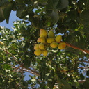 Pistachio-trees-Cuyama-rte33-2008-07-19-img 0348