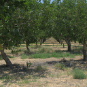 Pistachio-trees-Cuyama-rte33-2008-07-19-img 0355