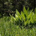Platanthera-leucostachys-meadow-sierra-rein-orchid-Redwood-Canyon-2008-07-24-CRW 7684