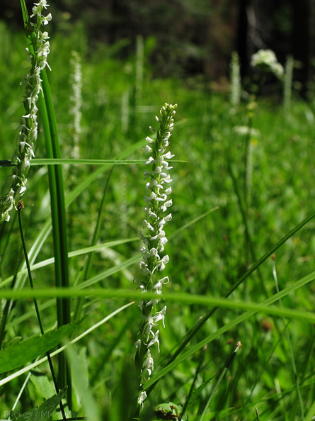 Platanthera-leucostachys-meadow-sierra-rein-orchid-Redwood-Canyon-2008-07-24-IMG_0889.jpg