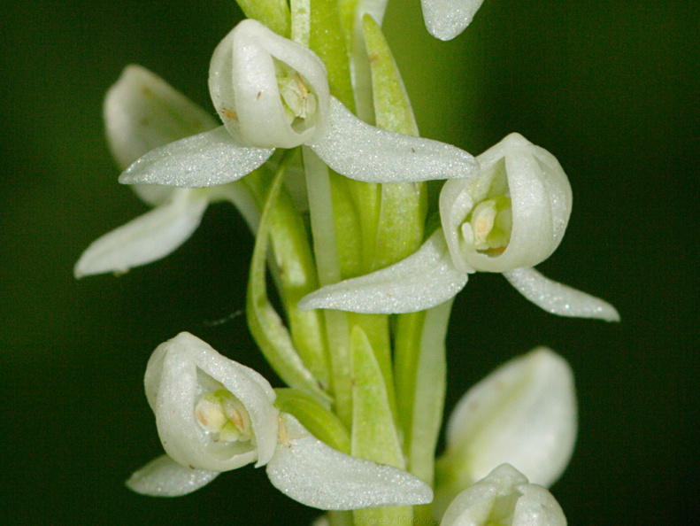 Platanthera-leucostachys-sierra-rein-orchid-Copper-Creek-2008-07-23-CRW_7618.jpg
