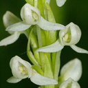 Platanthera-leucostachys-sierra-rein-orchid-Copper-Creek-2008-07-23-CRW 7618