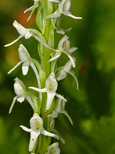 Platanthera-leucostachys-sierra-rein-orchid-Copper-Creek-2008-07-23-CRW_7619.jpg