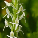 Platanthera-leucostachys-sierra-rein-orchid-Copper-Creek-2008-07-23-CRW 7619