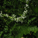 Platanthera-leucostachys-sierra-rein-orchid-Copper-Creek-2008-07-23-IMG 0736