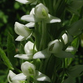 Platanthera-leucostachys-sierra-rein-orchid-Copper-Creek-2008-07-23-IMG_0740-sm.jpg