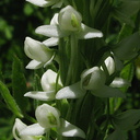 Platanthera-leucostachys-sierra-rein-orchid-Copper-Creek-2008-07-23-IMG 0740-sm