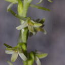 Platanthera-leucostachys-sierra-rein-orchid-Mist-Falls-2008-07-21-CRW 7574