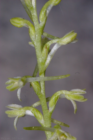 Platanthera-leucostachys-sierra-rein-orchid-Mist-Falls-2008-07-21-CRW_7575.jpg