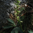 Platanthera-leucostachys-sierra-rein-orchid-Mist-Falls-trail-2008-07-21-img 0546