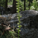 Platanthera-leucostachys-sierra-rein-orchid-Mist-Falls-trail-2008-07-21-img 0549