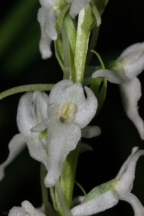 Platanthera-leucostachys-sierra-rein-orchid-Redwood-Canyon-2008-07-24-CRW 7641