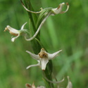 Platanthera-leucostachys-sierra-rein-orchid-Zumwalt-Meadow-2008-07-20-img 0433