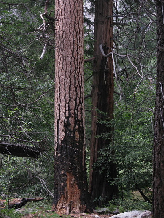 Ponderosa-pine-bark-incense-cedar-bark-Sheep-Creek-2008-07-20-img 0425