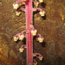 Pterospora-andromedea-pinedrops-Redwood-Canyon-2008-07-24-IMG 0869