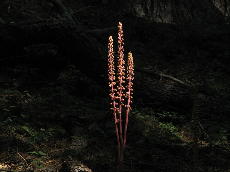Pterospora-andromedea-pinedrops-Redwood-Canyon-2008-07-24-IMG_0910.jpg