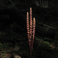 Pterospora-andromedea-pinedrops-Redwood-Canyon-2008-07-24-IMG_0910.jpg