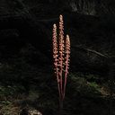 Pterospora-andromedea-pinedrops-Redwood-Canyon-2008-07-24-IMG 0910