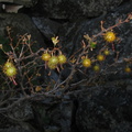 Ribes-montigenum-mountain-gooseberry-nr-Zumwalt-2008-07-22-img_0610.jpg