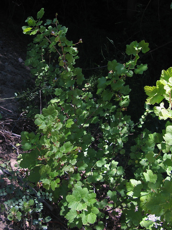 Ribes-sp-gooseberry-Lewis-Creek-2008-07-25-IMG 0951