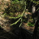Sequoiadendron-gigantea-needle-detail-Redwood-Canyon-2008-07-24-IMG 0908