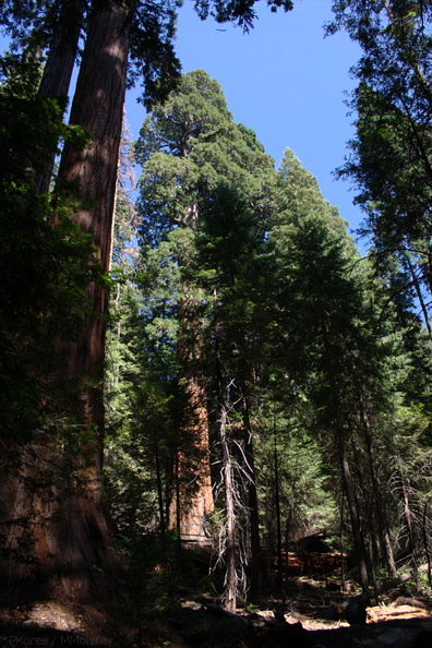 Sequoiadendron-giganteum-Redwood-Canyon-2008-07-24-CRW_7690.jpg