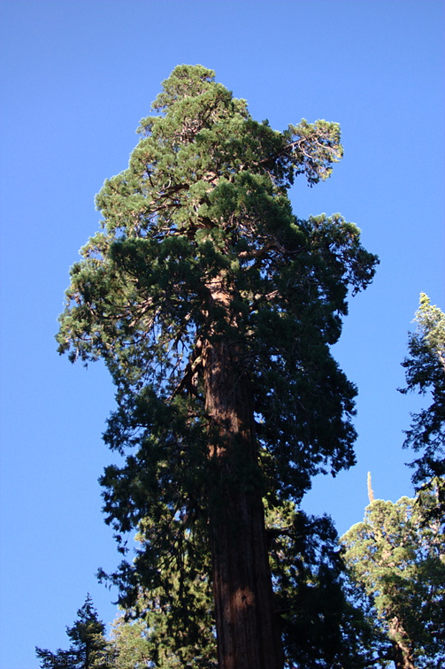 Sequoiadendron-giganteum-Redwood-Canyon-2008-07-24-CRW 7704