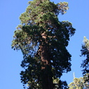 Sequoiadendron-giganteum-Redwood-Canyon-2008-07-24-CRW 7704