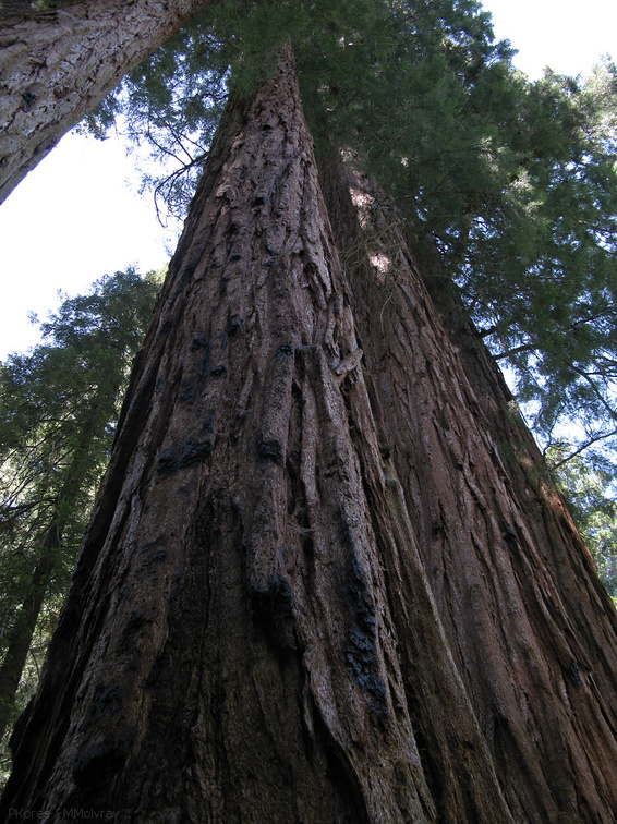 Sequoiadendron-giganteum-Redwood-Canyon-2008-07-24-IMG 0830