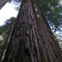 Sequoiadendron-giganteum-Redwood-Canyon-2008-07-24-IMG 0830