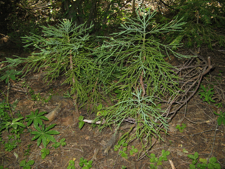 Sequoiadendron-giganteum-redwood-saplings-Redwood-Canyon-2008-07-24-IMG_0831.jpg