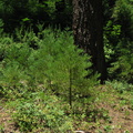 Sequoiadendron-giganteum-redwood-saplings-Redwood-Canyon-2008-07-24-IMG_0839.jpg