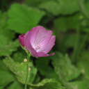 Sidalcea-hirsuta-delicate-purple-flower-Redwood-Canyon-2008-07-24-IMG 0896