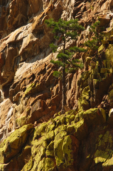 Xanthoparmelia-lichen-and-pine-rock-slopes-nr-Boyden-Cave-2008-07-22-CRW_7607.jpg
