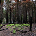after-fire-ferns-Zumwalt-Meadow-2008-07-20-img 0439
