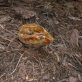 ascomycete-blob-looking-Redwood-Canyon-2008-07-24-IMG 0899