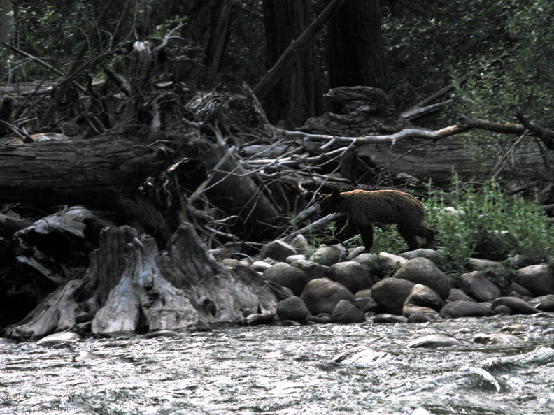 brown-bear-South-Fork_Kings-River-2008-07-26-IMG_0981.jpg