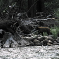 brown-bear-South-Fork Kings-River-2008-07-26-IMG 0981