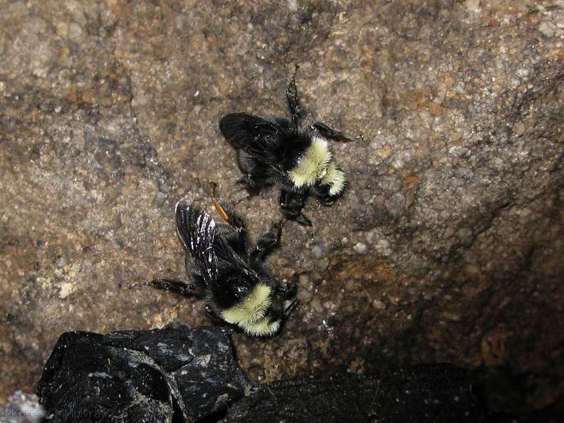 bumblebees-foraging-on-campfire-drippings-Canyon-View-2008-07-20-img_0414.jpg