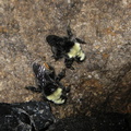bumblebees-foraging-on-campfire-drippings-Canyon-View-2008-07-20-img 0414
