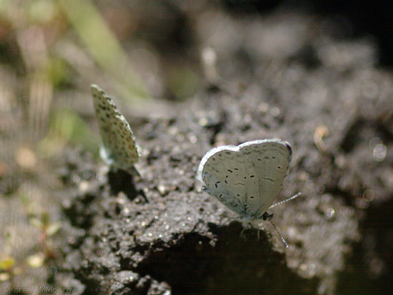 butterflies-indet-on-mud-Copper-Creek-2008-07-23-CRW_7628.jpg