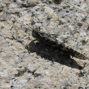 grasshopper-sp-Mist-Falls-trail-2008-07-21-img 0476
