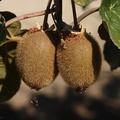 kiwifruit-vines-Actinidia-deliciosa-Badger-rte245-2008-07-19-CRW_7470.jpg