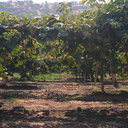 kiwifruit-vines-Actinidia-deliciosa-Badger-rte245-2008-07-19-img 0383