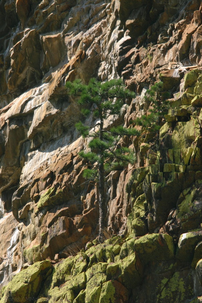 lichen-Xanthoparmelia-indet-and-pine-on-rock-slopes-nr-Boyden-2008-07-22-IMG_7606.jpg