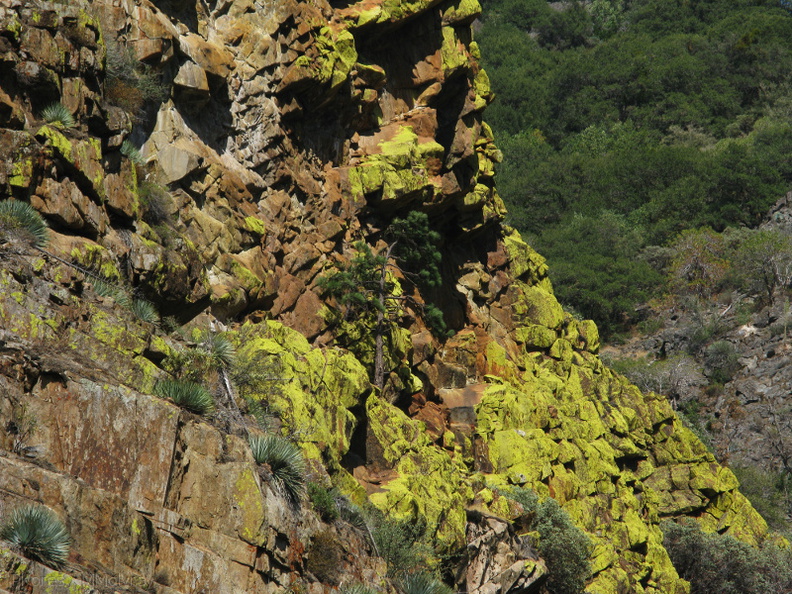 lichen-Xanthoparmelia-indet-coloring-rock-slopes-nr-Boyden-2008-07-22-img_0710.jpg