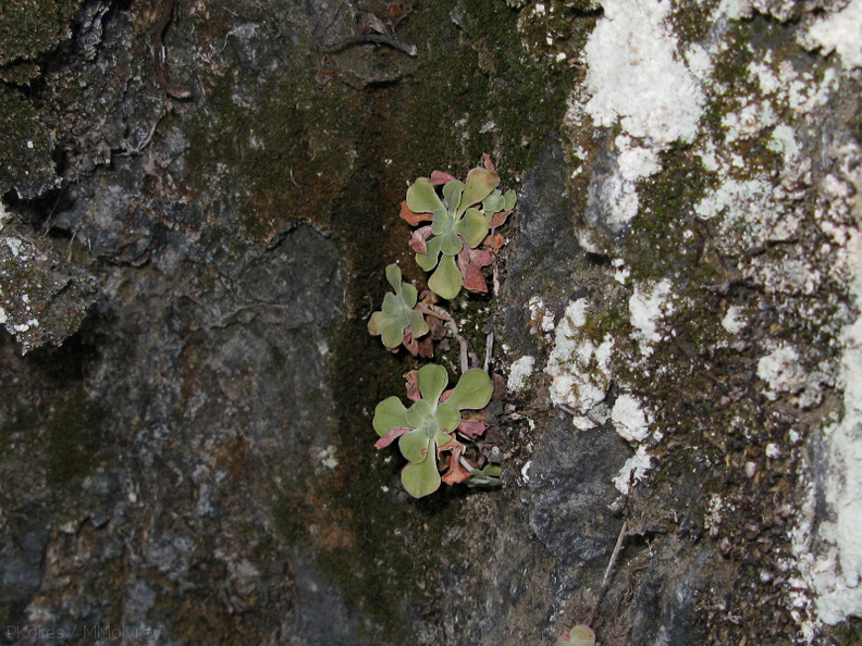 lichen-community-on-granite-Saxifraga-sp-nr-cave-entrance-2008-07-22-img_0683.jpg