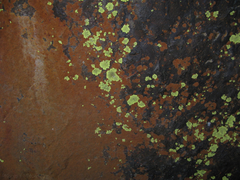 lichens-crustose-rust-Xanthoparmelia-nr-cave-entrance-2008-07-22-img_0677.jpg